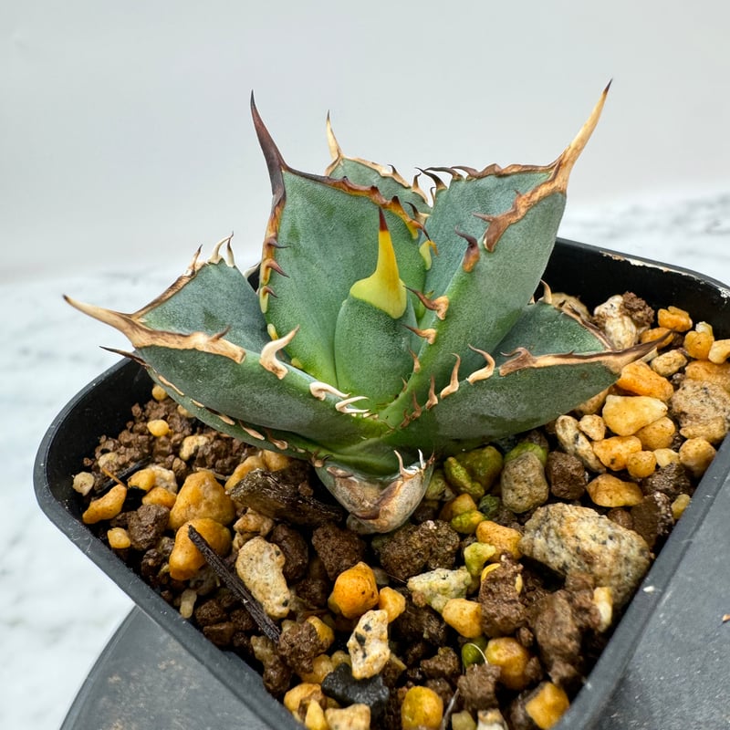 美株！アガベ オリザバ　本物　送料込み！ 🔥Orizaba🔥 最近お問い合わせが多いパリーオリザバ。 うちには