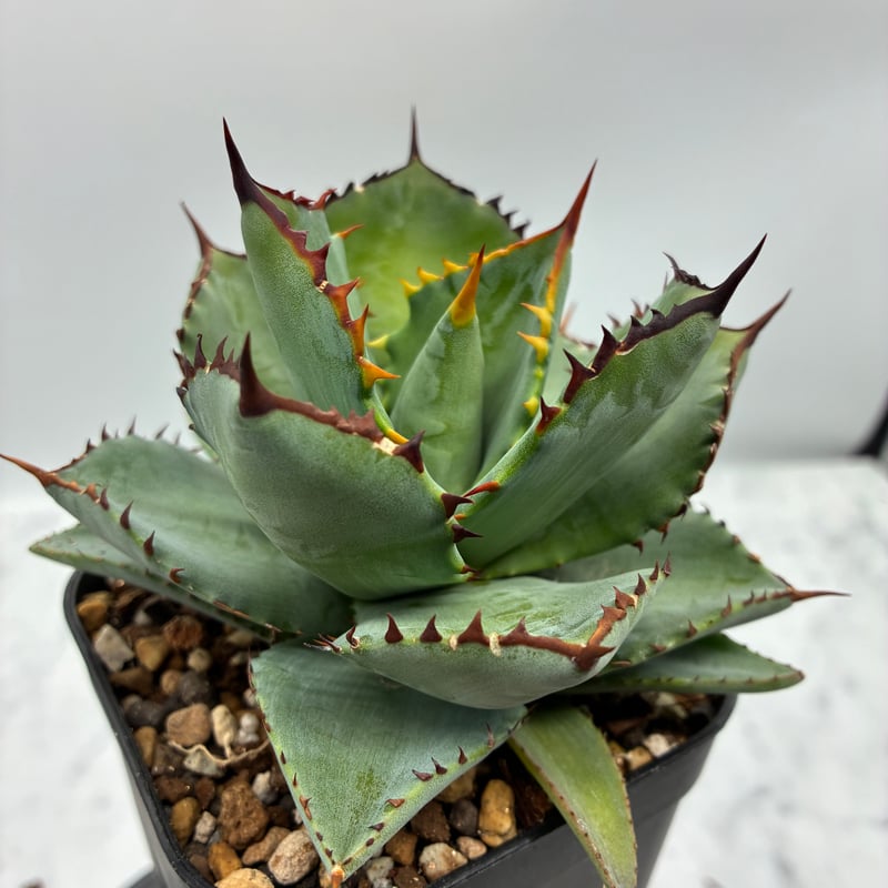 黒火焔x瀧之白絲子株①(Lize血統) 抜き苗発送 | AgaveLives