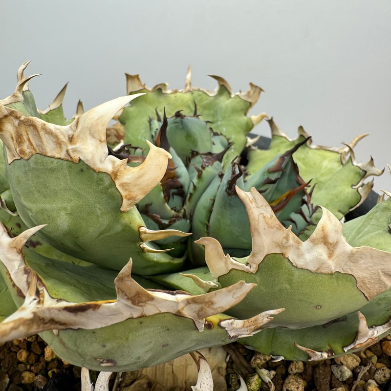 アガベ チタノタ 鳳凰(lize血統親) タグ付き 八角形鉢 アガベ チタノタ