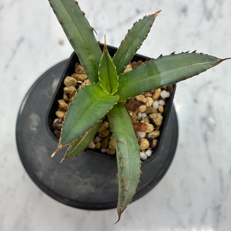 Agave Titanota 姫厳龍子株② Lize血統 抜き苗発送