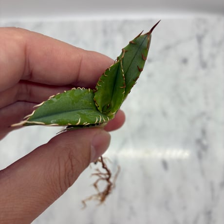 キシロハイブリッド　子株③(Lize血統) 抜き苗発送