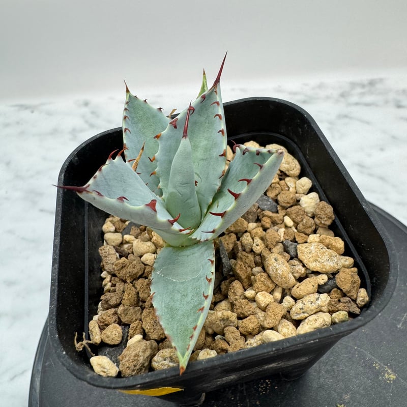 アガベ 甲蟹×屈原 子株 甲蟹x屈原(No.42) どの面から見てもしっかり連棘が出ている個体😁 3