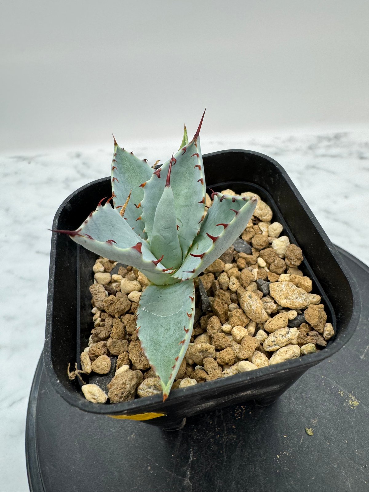 甲蟹 x 屈原舞扇（No.???)の 子株 （Lize血統）抜き苗発送 | AgaveLives