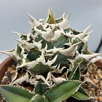 Agave Titanota 大白鯊(Lize血統)子株 抜き苗発送