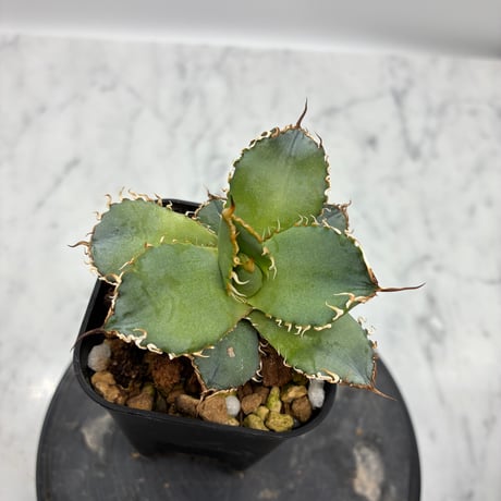 Agave titanota フィリグリー①(Lize血統) 　抜き苗発送