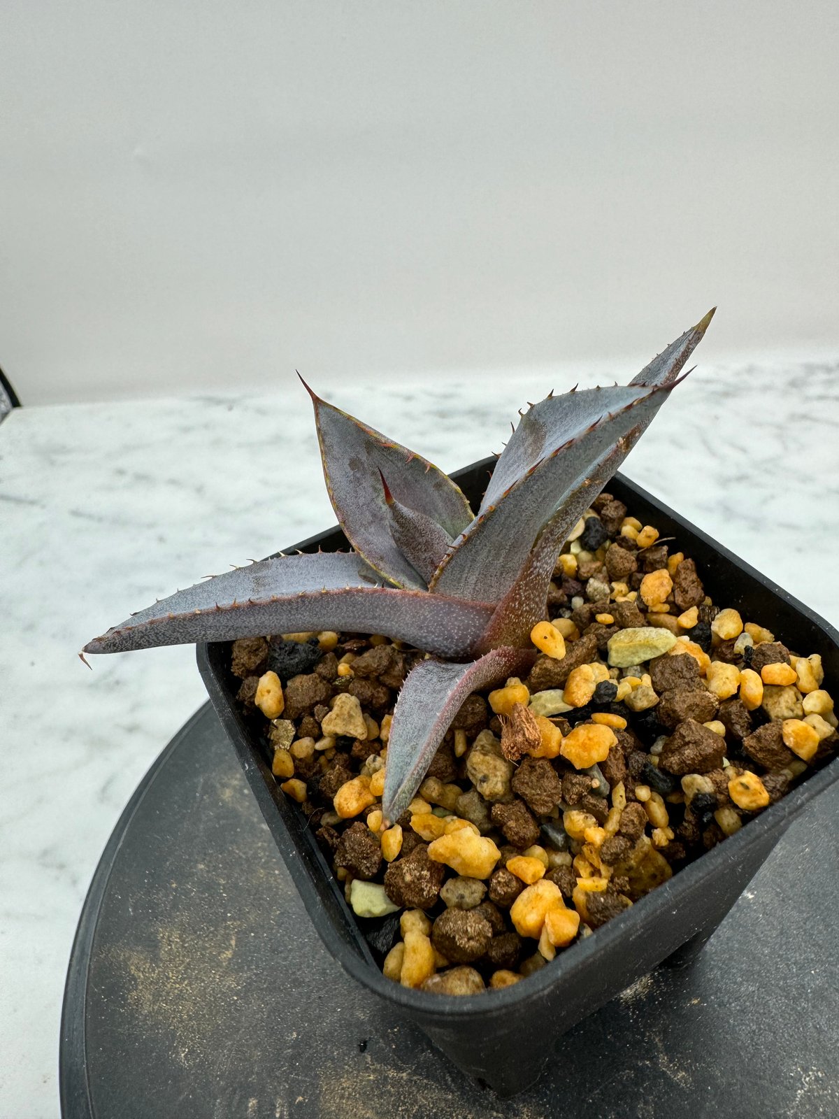 黒火焔x血雨雷神子株（Lize血統）抜き苗発送 | AgaveLives