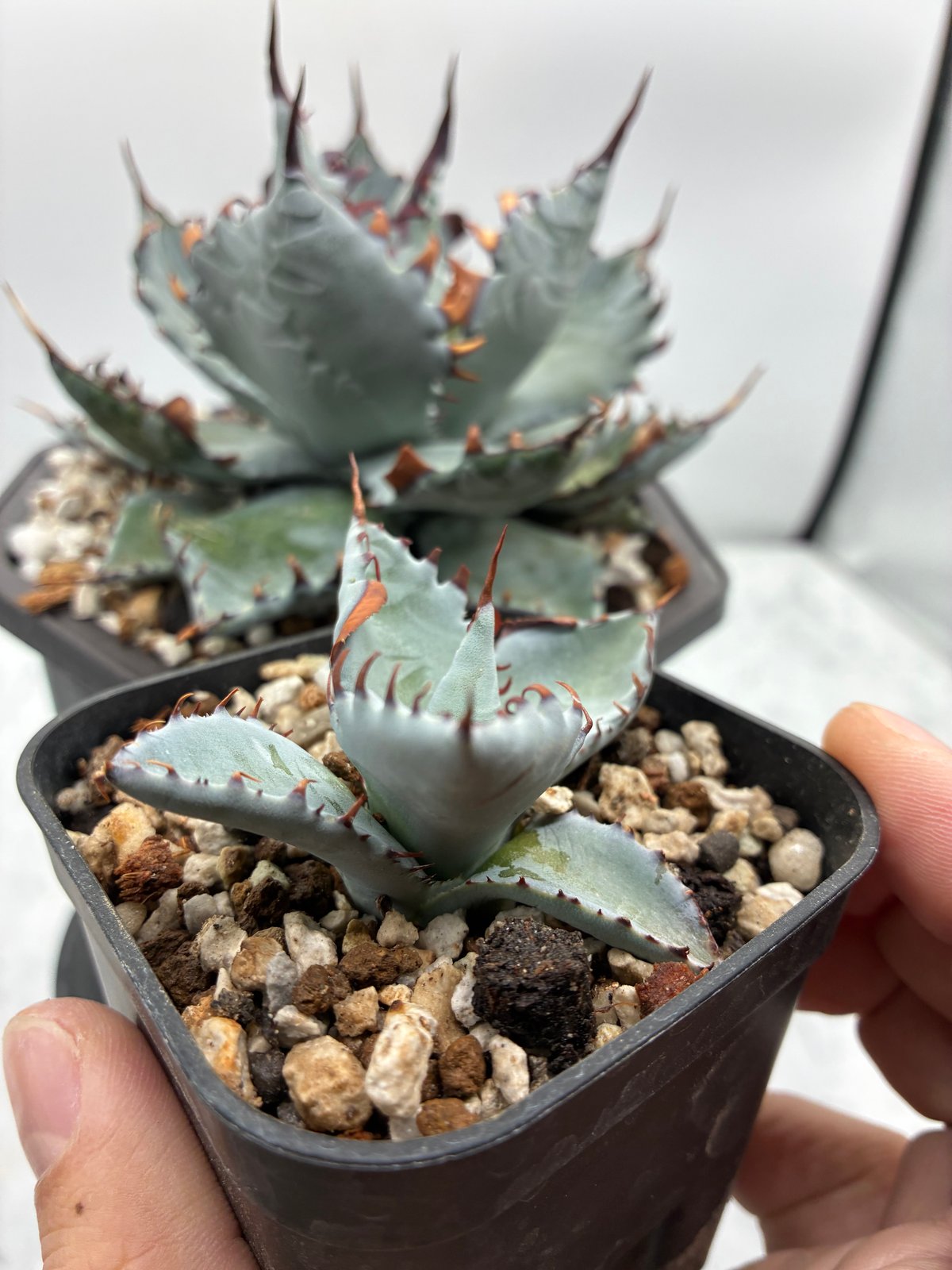 甲蟹x屈原舞扇 No.42子株(Lize血統、第4世代子株) 抜き苗発送 | AgaveLives