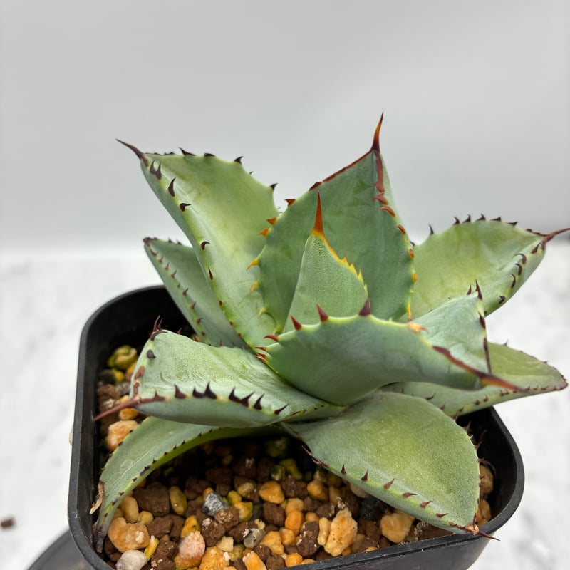 黒火焔x瀧之白絲子株②(Lize血統) 抜き苗発送 | AgaveLives