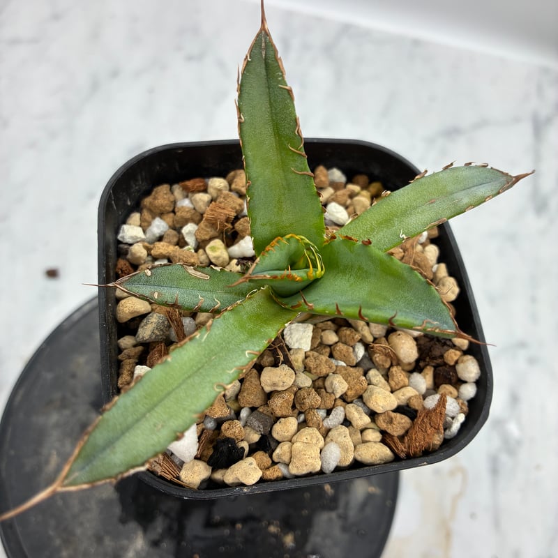 Agave Oteroi子株①（オアハカ産）鉢植え発送 | AgaveLives