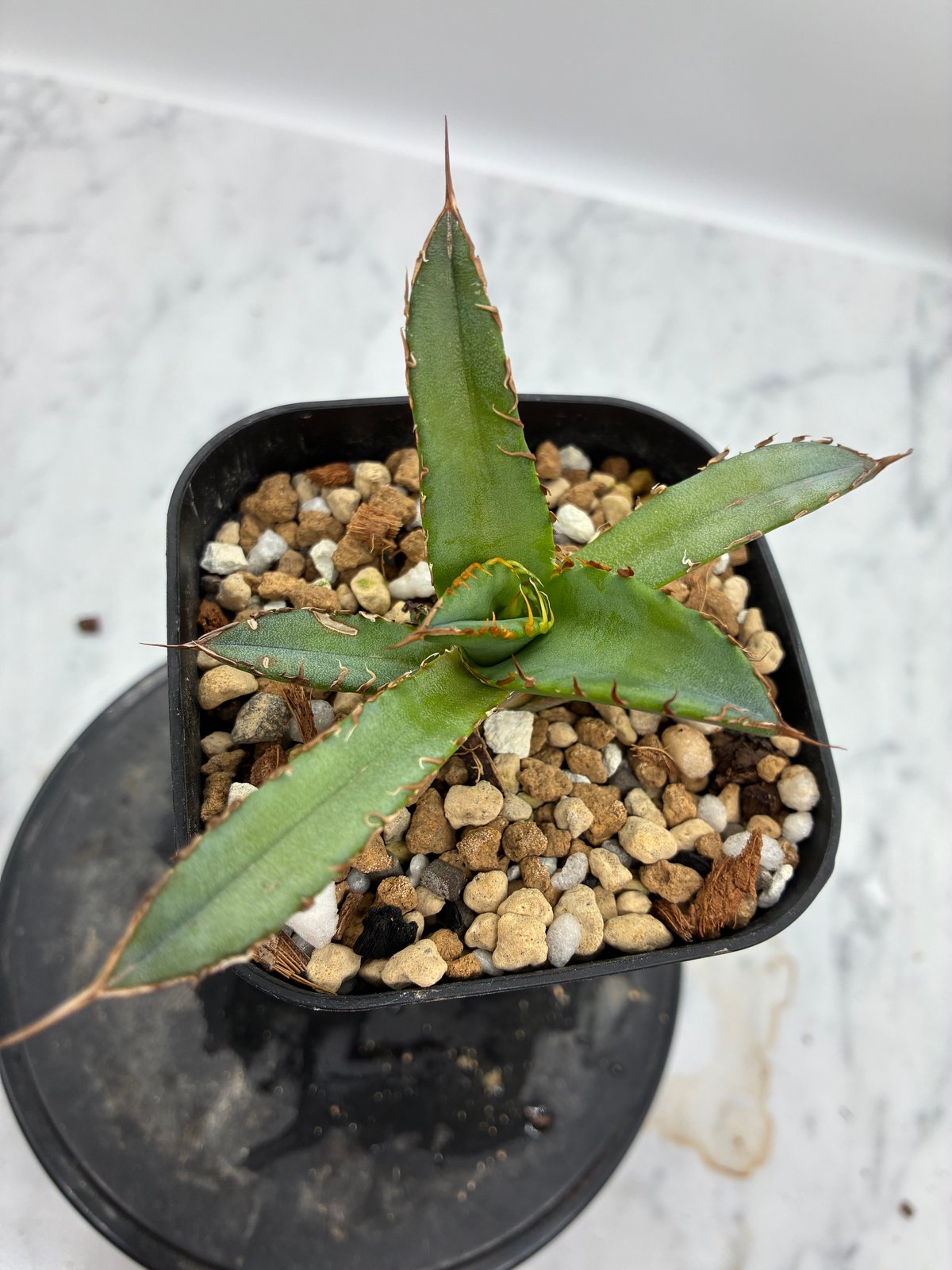 Agave Oteroi子株①（オアハカ産）鉢植え発送 | AgaveLives