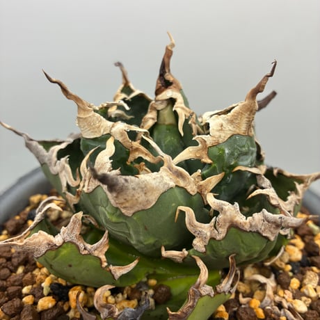 AGAVE 冰雹 子株 lize血統 』検アガベ チタノタ オテロイ麻花龍 冰雹