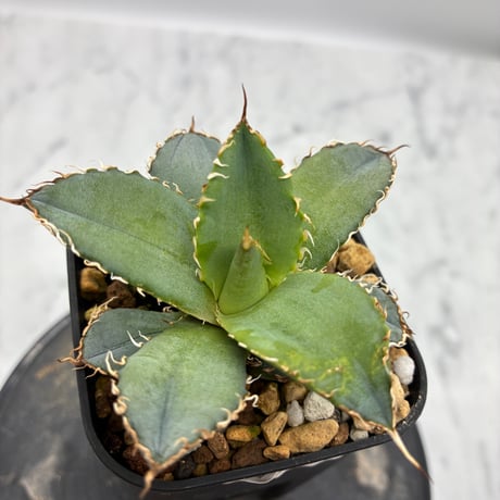 Agave titanota フィリグリー②(Lize血統) 　抜き苗発送