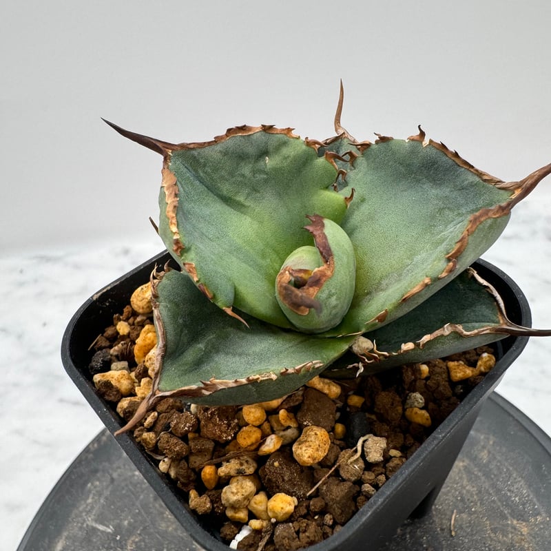 アガベ チタノタ SAD 南アフリカダイヤモンド親株 【公式通販】