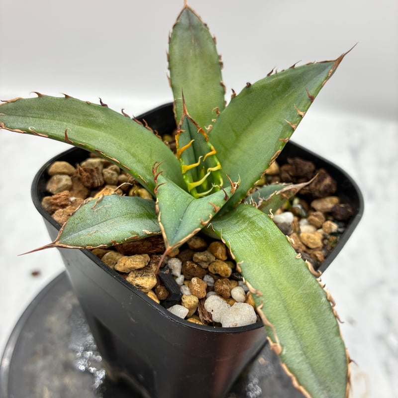 Agave Oteroi子株②（オアハカ産）鉢植え発送 | AgaveLives