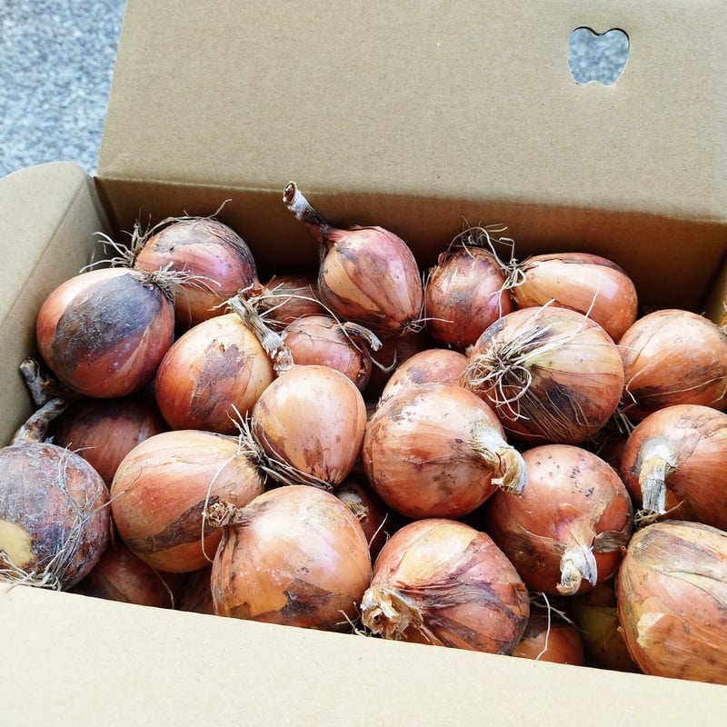 玉ねぎの小玉ちゃん 箱いっぱい！ 約3キロ分 | 西川農園 STORE