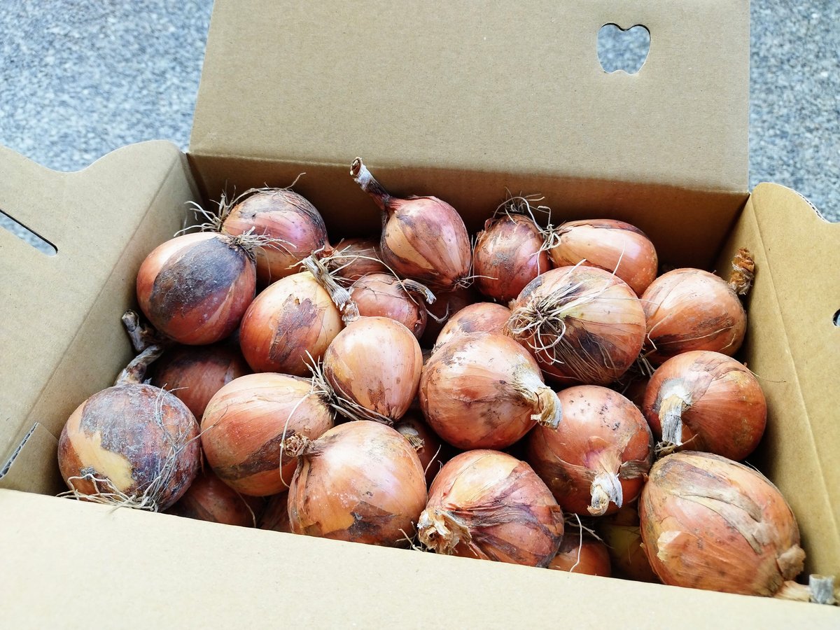 玉ねぎの小玉ちゃん 箱いっぱい！ 約3キロ分 | 西川農園 STORE