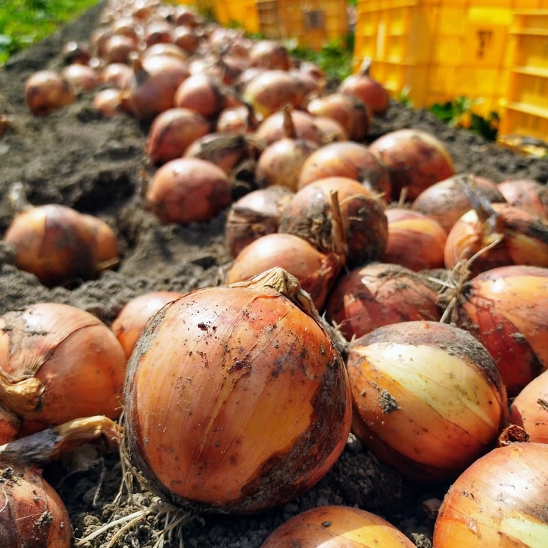 玉ねぎの小玉ちゃん 箱いっぱい！ 約3キロ分 | 西川農園 STORE