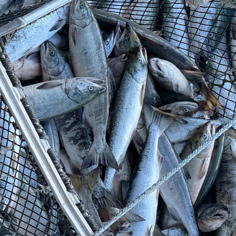 北海道 斜里知床産