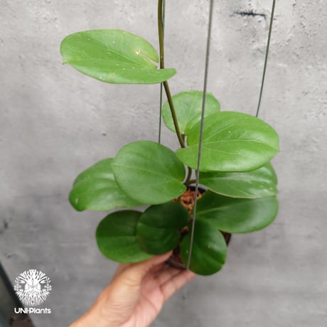 【タイ直輸入・希少】ホヤ SS 7-21 ( ホヤ カーリー × ホヤ エリスリナ )｜珍品・着生植物・つる性植物｜Hoya SS 7-21 ( kerrii x erythrina )