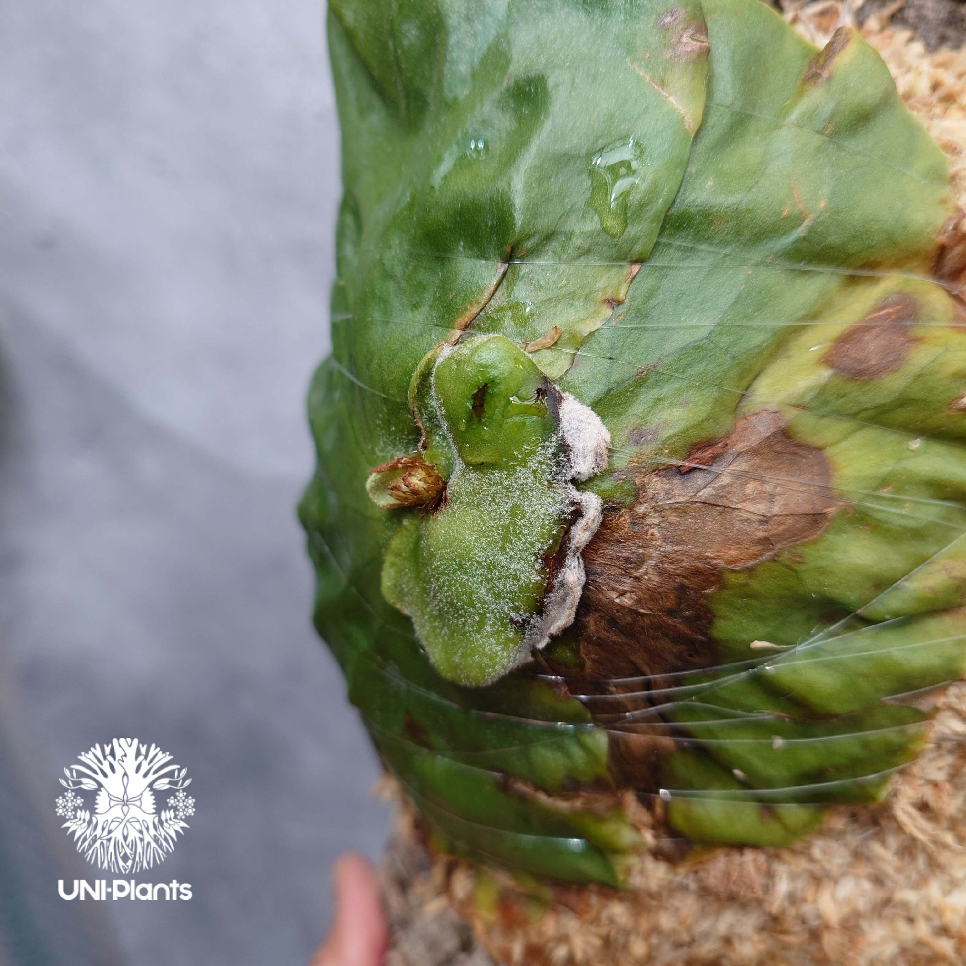 Platycerium grande ビカクシダ グランデ ビカクシダ原種 植物 シダ