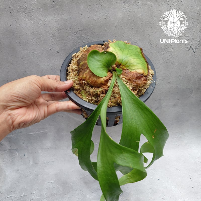 タイ直輸入・現地選抜】ビカクシダ コロナリウム レサシャ｜希少種