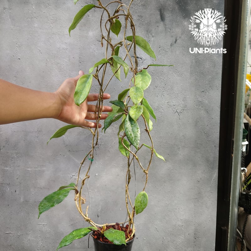 ホヤ プビカリクス ロイヤル ハワイアン パープル 花座付き ホヤ植物