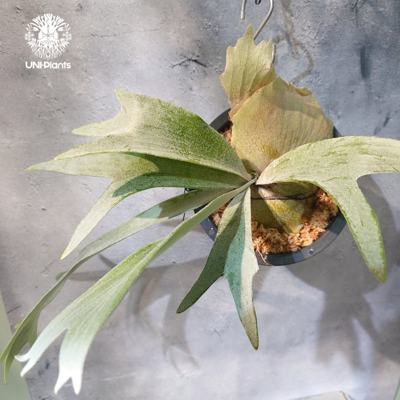 国内繁殖株・一点物】Platycerium bifurcatum 'white' ｜ビカ