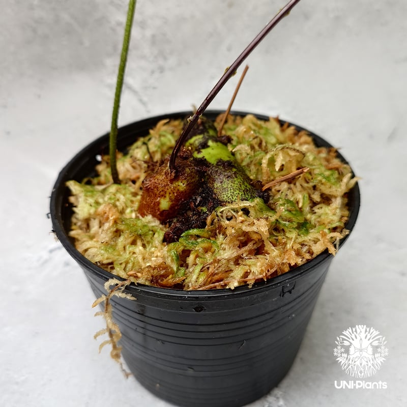 Drynaria rigidula `whitei' ドリナリア·リギデュラ'ホワイティ