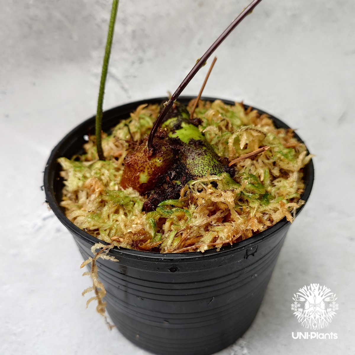 Drynaria rigidula `whitei' ドリナリア·リギデュラ'ホワイティ' 観