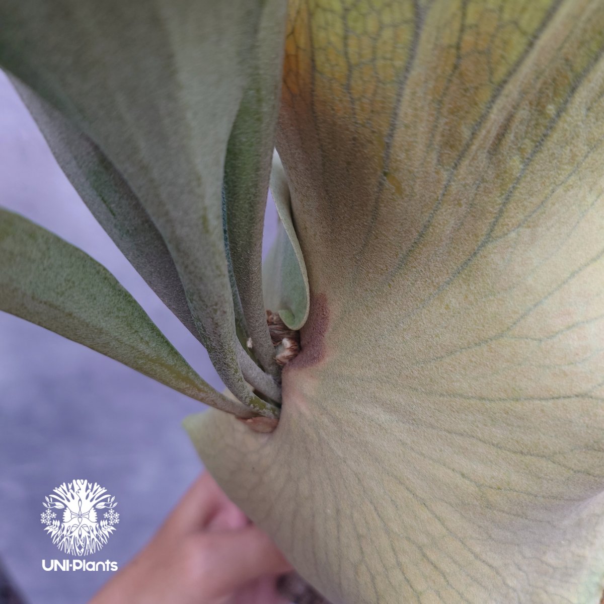 Platycerium Mt.Lewis（pup）ビカクシダ マウントルイス シダ植物