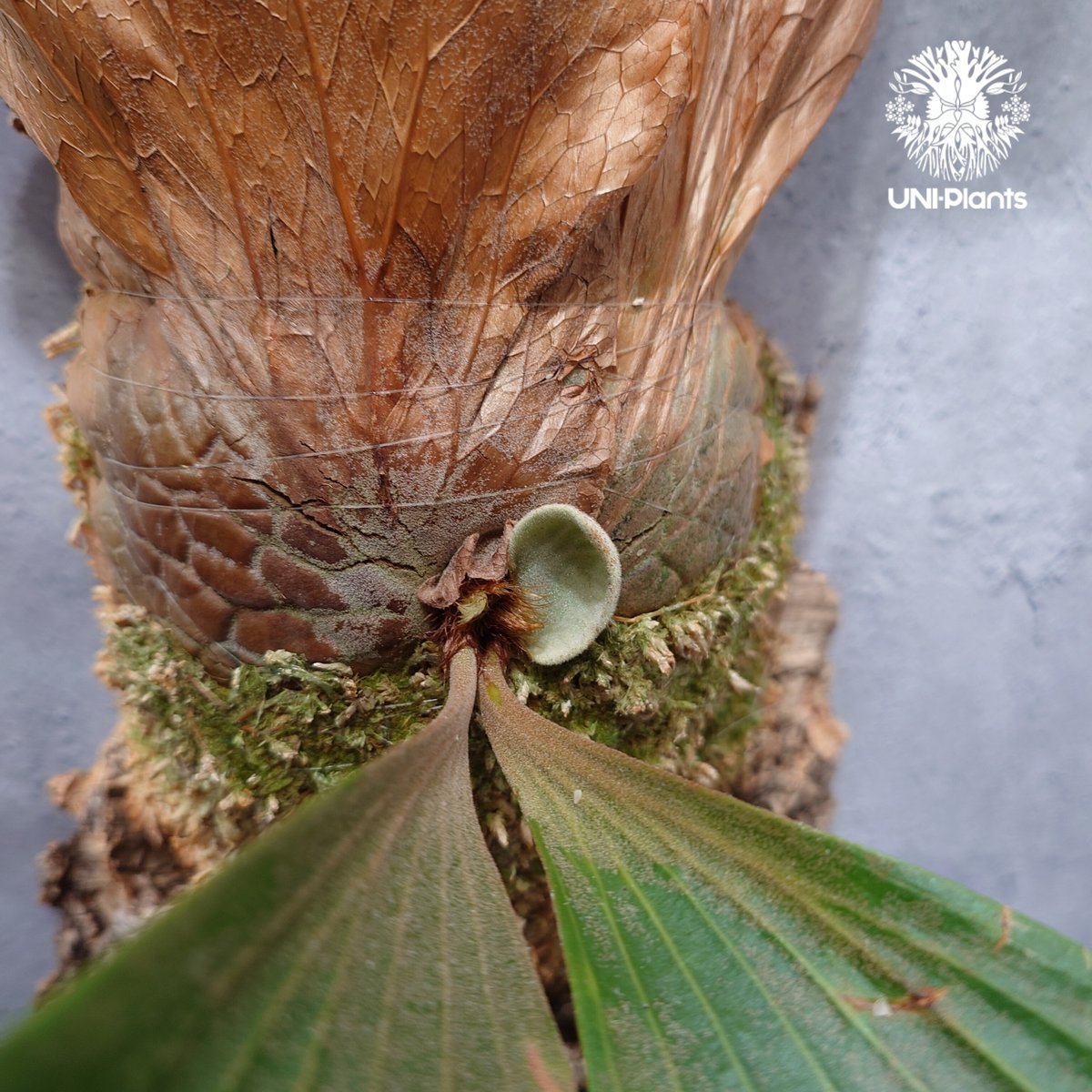 Platycerium elemaria (P. elephantotis x P. andi