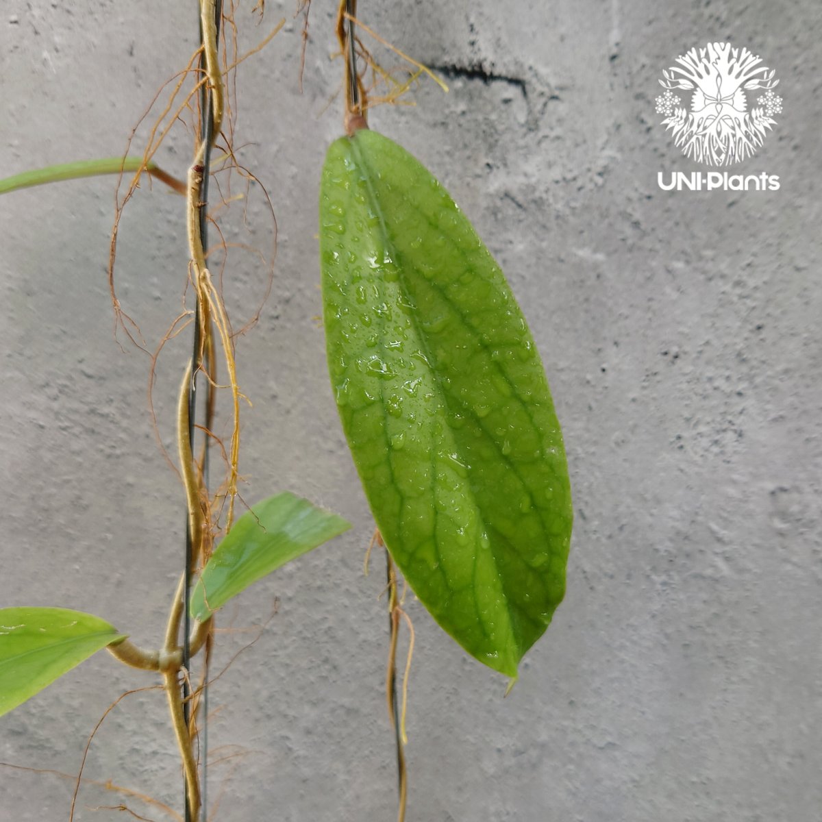 Hoya sp.Kast ホヤ sp. カスト ホヤ植物 ホヤの花 希少な植物