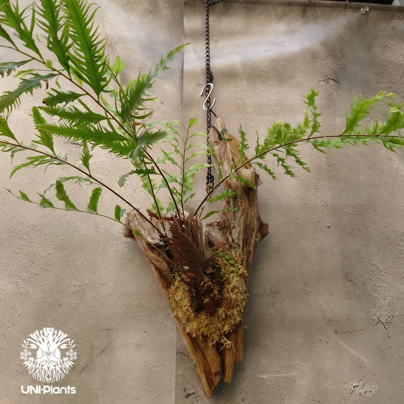 ご予約様専用ページ UW-230922-1600】Drynaria rigidula `w