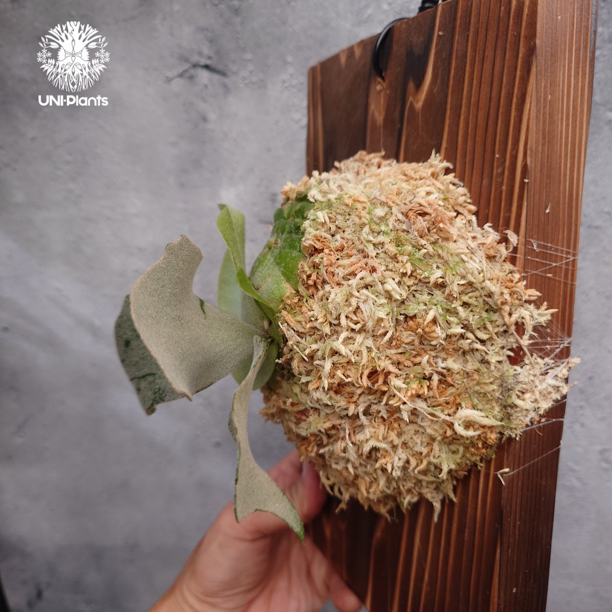 Platycerium willinckii wild cat(spore) ビカクシダ ウィ