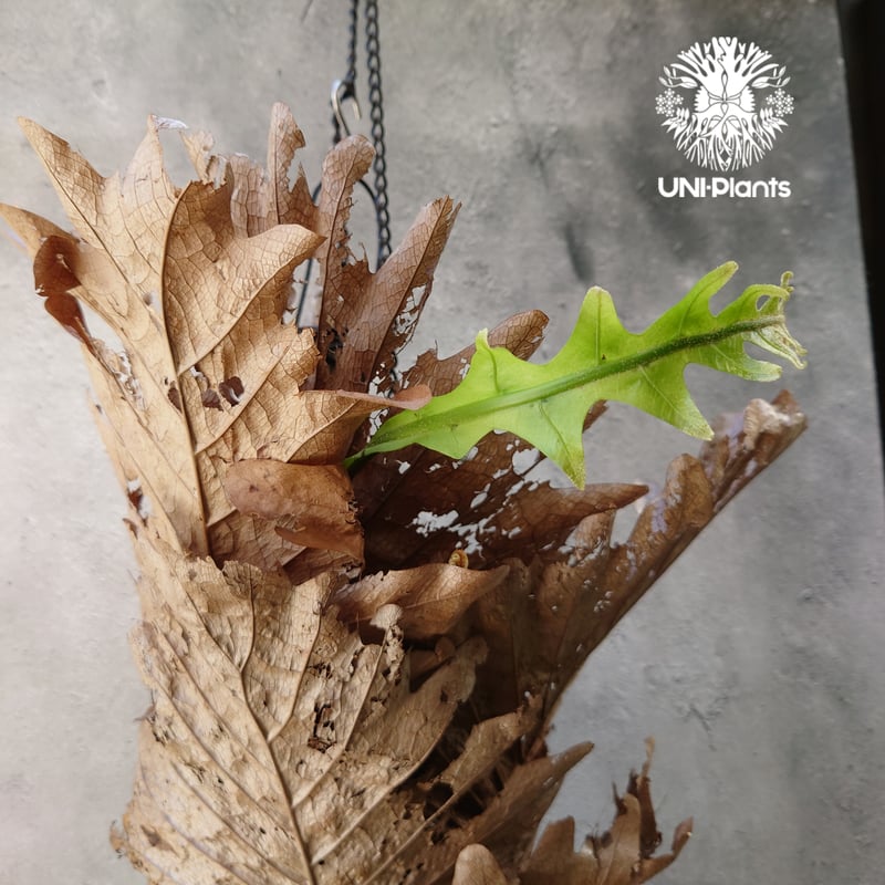 Drynaria quercifolia ドリナリア クエルシフォリア 群生 流木