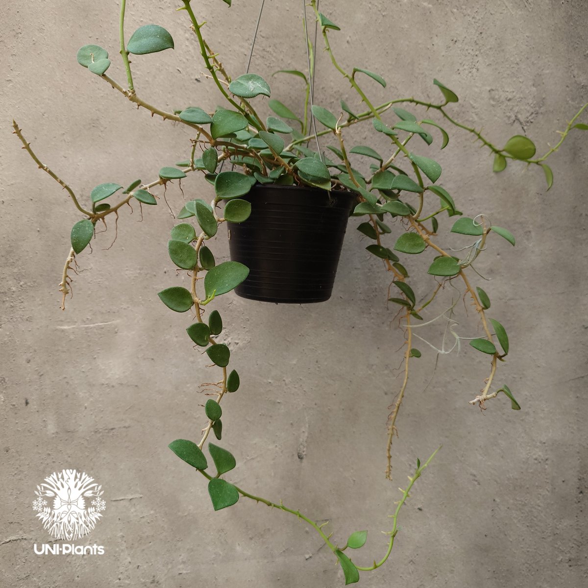 Hoya nummularioides yellow corona ホヤ ヌンムラリオイデス