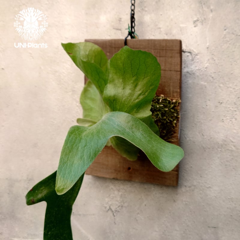 ビカクシダ ステマリア Platycerium stemaria コウモリラン ビカクシダ