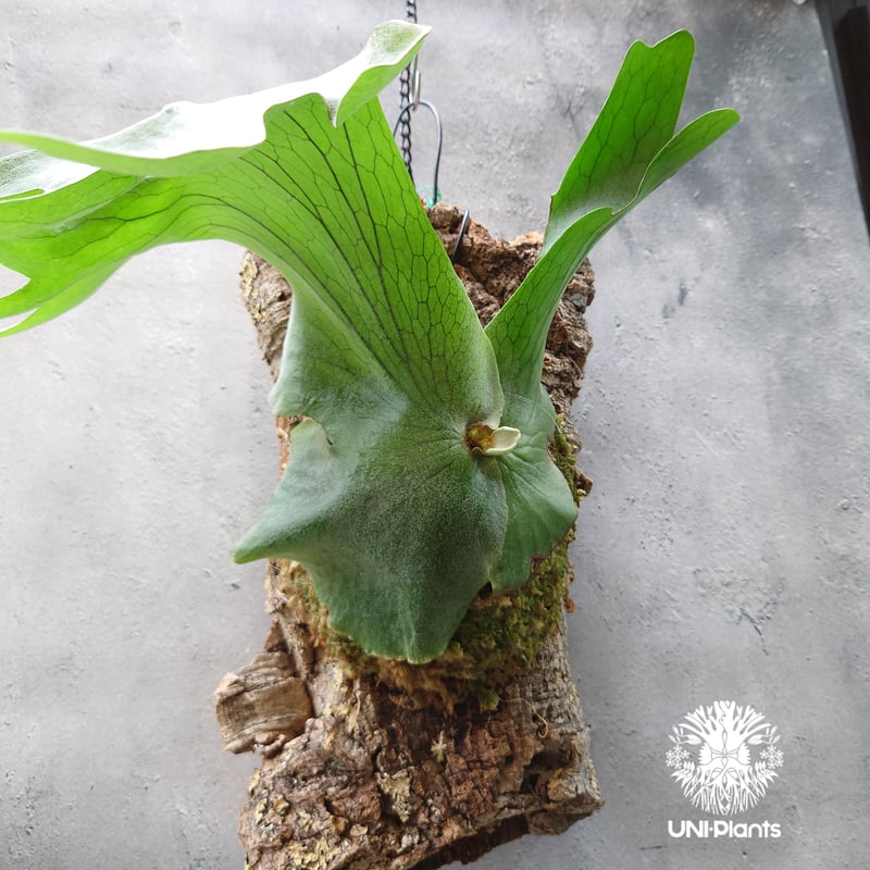 ビカクシダ ホルタミー Platycerium holttumii コウモリラン