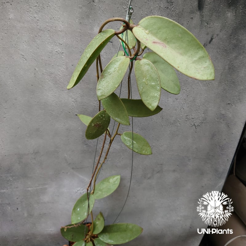 Hoya Silver dollar ホヤ シルバー ダラー ホヤ 希少 ホヤ植物