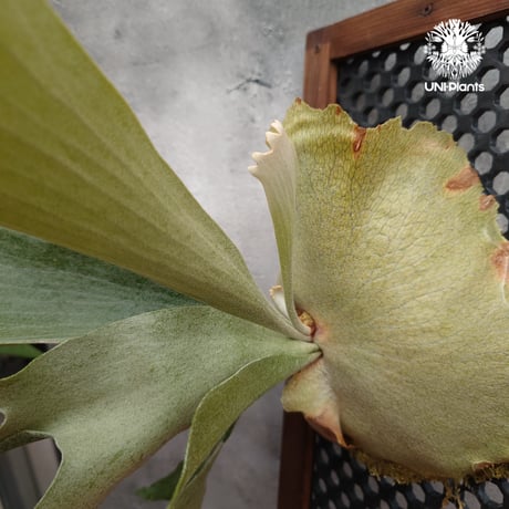 ビカクシダ 品種不明 Platycerium sp.コウモリラン ビカクシダ  ビフルカツム or ネザーランド系  シダ植物 ビカクシダパネル付け 着生植物
