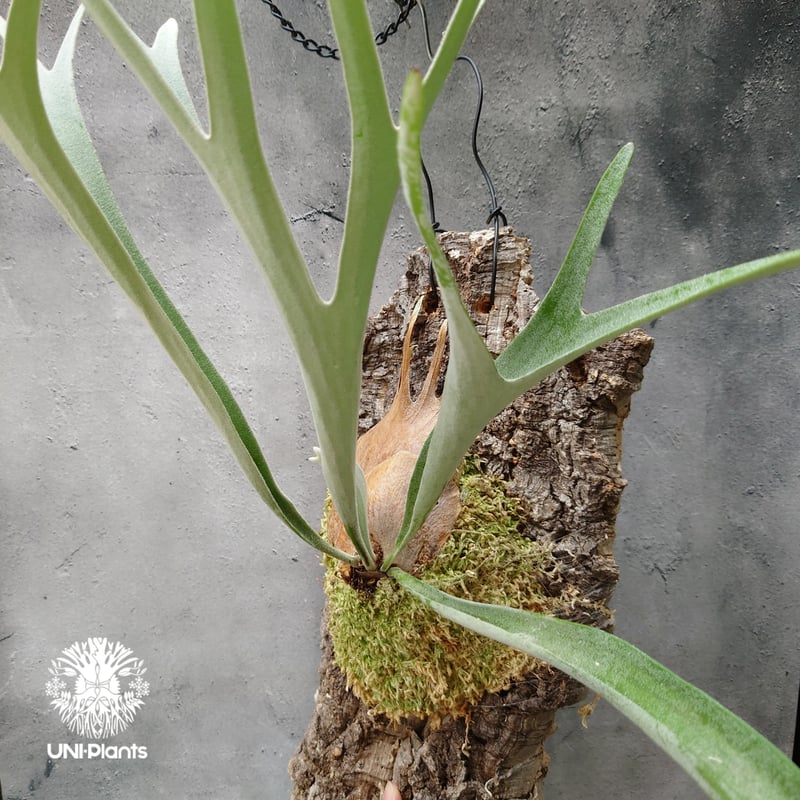 veitchii ベイチー 親株 ビカクシダ ベイチー Platycerium veitchii コウモリラン ビカクシダ