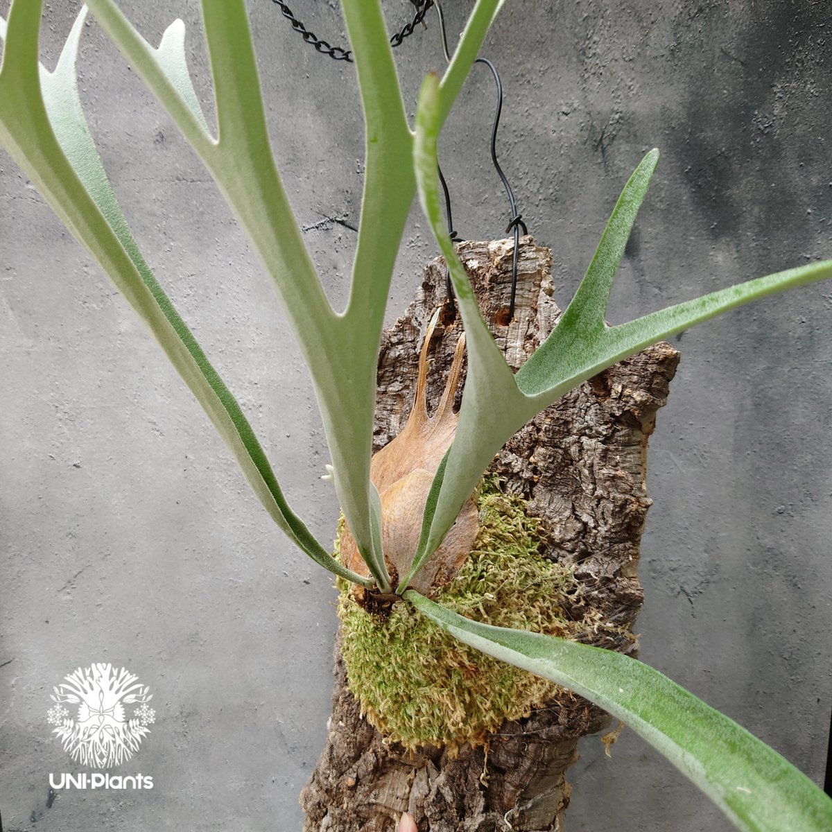 P .ベイチーハイシールドビカクシダコウモリラン中株観葉植物シダ植物