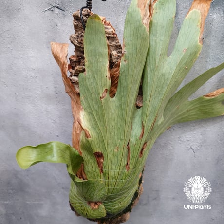 Platycerium wandae wild ビカクシダ ワンダエ ワイルド株  ビカクシダ原種 シダ植物 ビカクシダコルク付け