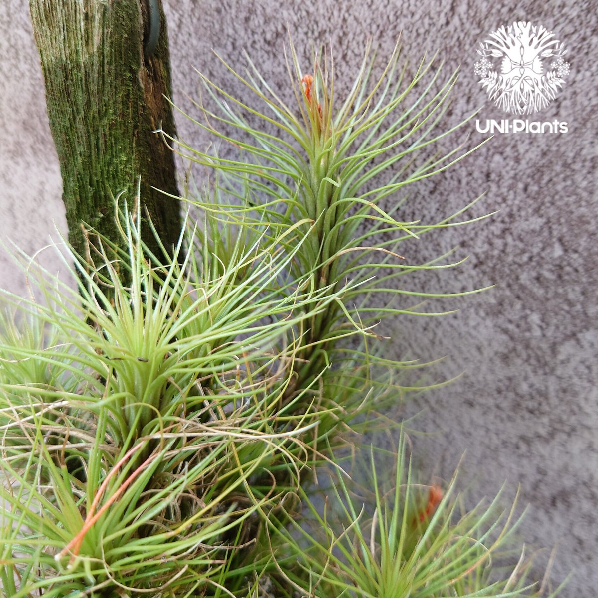 Tillandsia funckiana large form ティランジア チランジア・フン