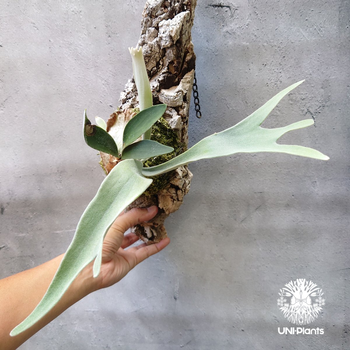 ︎︎︎︎☑︎ veitchii wild × Diversifolium ビカクシダ veitchii wild × Diversifolium 選抜 ビカクシダ