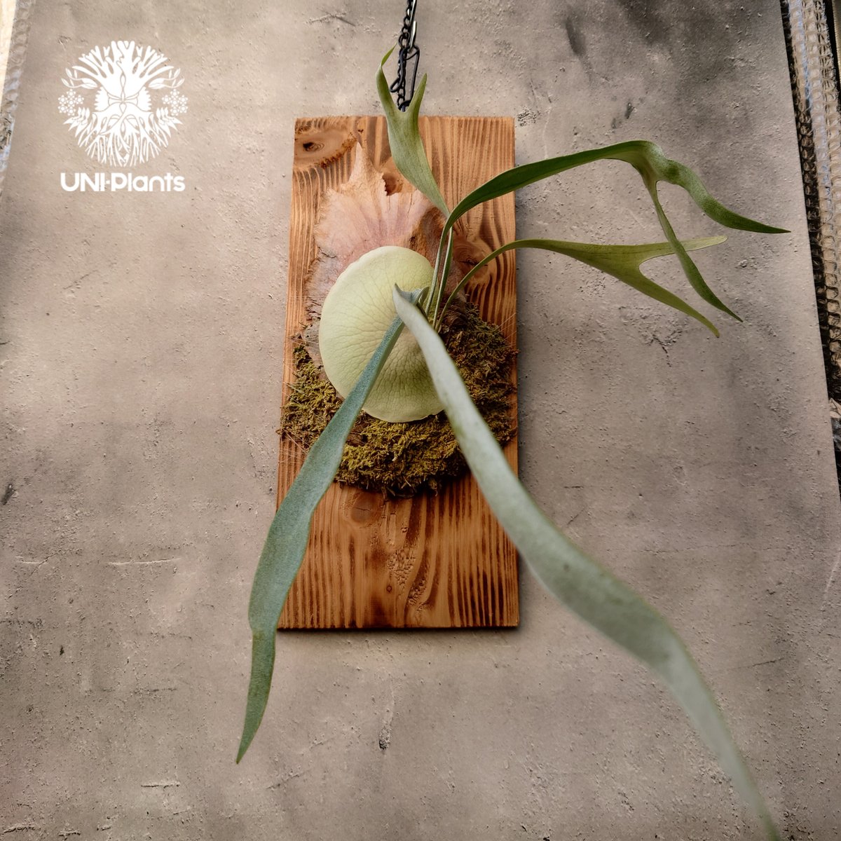 あんちゃん　ビカクシダ あんちゃん様専用 ビカクシダ