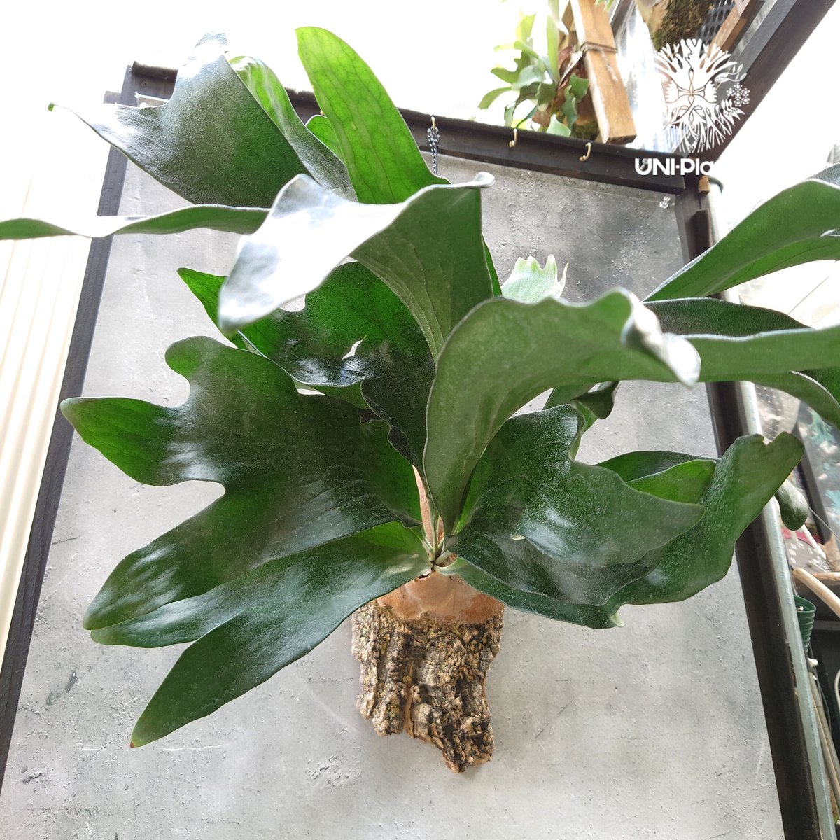 ご予約】ビカクシダ ヒリー cv.ドラゴン（子株）（Yotさん株）