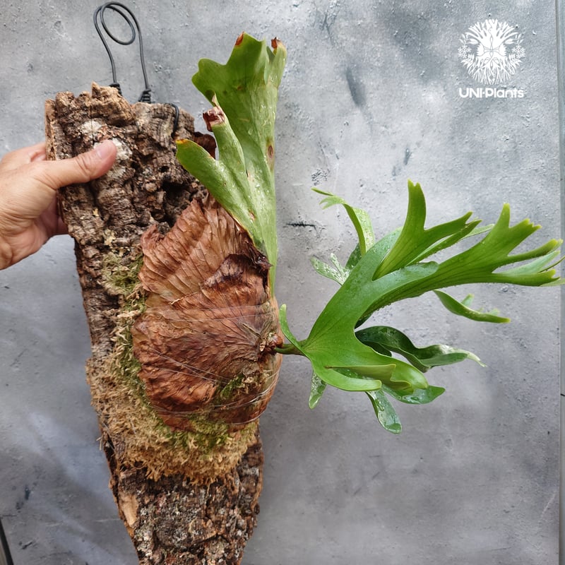 Platycerium coronarium Thin ビカクシダ コロナリウム シン ビカク