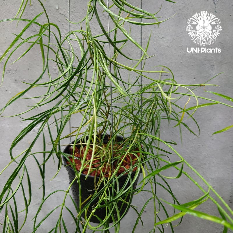 Hoya stenophylla ホヤ ステノフィラ 希少 ホヤ植物 ホヤの花 珍しい