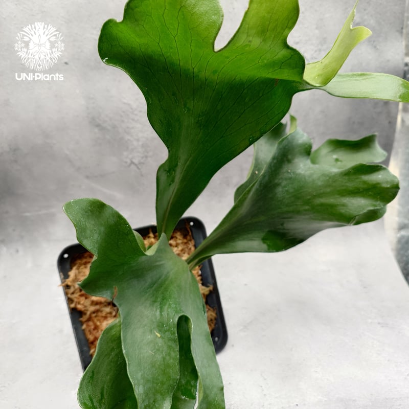 Platycerium hillii 'Dragon Fury' ビカクシダ ヒリー 'ドラゴ